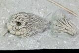 Beautiful Crinoid Plate ( Species) - Crawfordsville, Indiana #104752-1